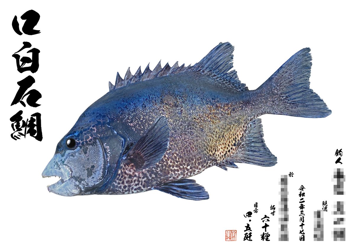 クチジロ魚拓 かゆ 額縁