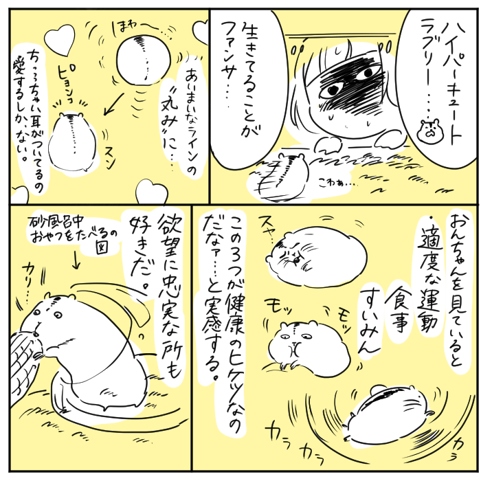 ちょっとしんどいことがあっても「ま、家にハムスターいるしな…」という気持ちになります、かわいい!! 