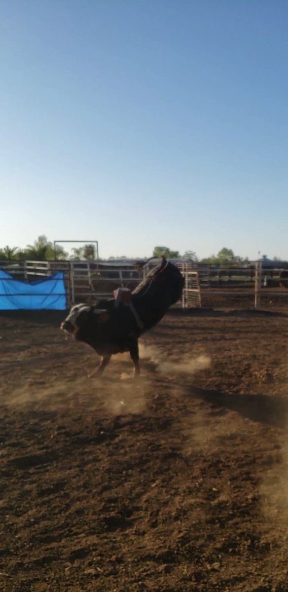 TINOCOBROS's tweet photo. Bull -Hurcules #TeamCowboyCoffeechew #TBB https://t.co/qTImglbYEf