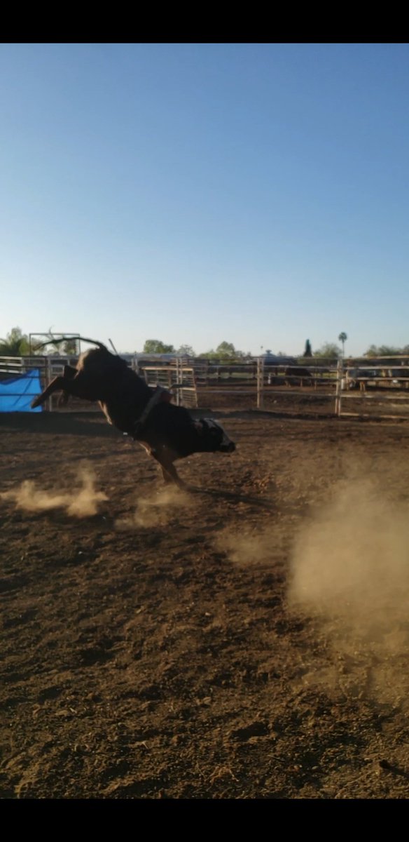 TINOCOBROS's tweet photo. Bull -Hurcules #TeamCowboyCoffeechew #TBB https://t.co/qTImglbYEf
