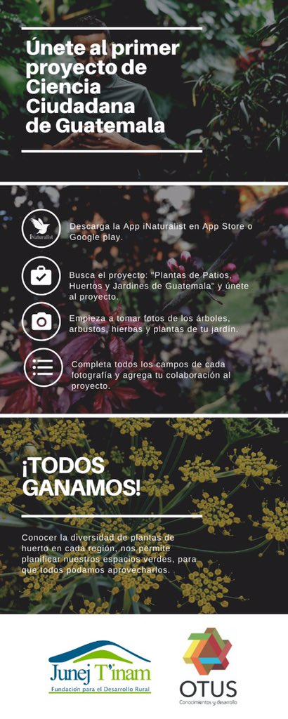 MervinPerez20's tweet photo. Hemos llegado a 129 especies de plantas que crecen en patios, jardines y huertos del país. Qué esperas para unirte al proyecto y empezar a documentar la @diversidadbiolo urbana del país #QuedateEnCasaGT @CONAPgt @CeconGt @jardinUSAC @CofaquiGuate @EdgarSelvin https://t.co/frfC4jgWqd