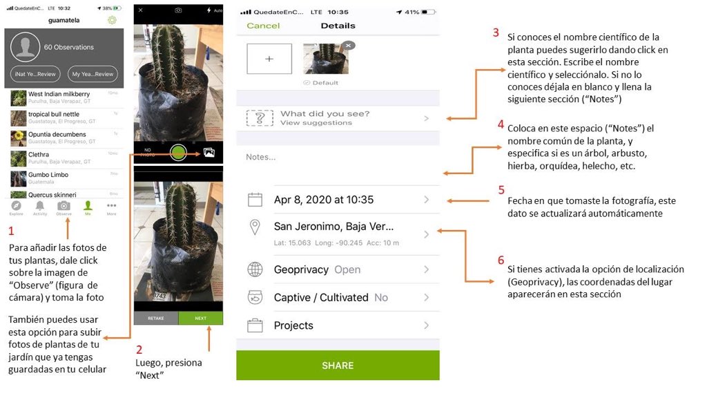 MervinPerez20's tweet photo. Hemos llegado a 129 especies de plantas que crecen en patios, jardines y huertos del país. Qué esperas para unirte al proyecto y empezar a documentar la @diversidadbiolo urbana del país #QuedateEnCasaGT @CONAPgt @CeconGt @jardinUSAC @CofaquiGuate @EdgarSelvin https://t.co/frfC4jgWqd
