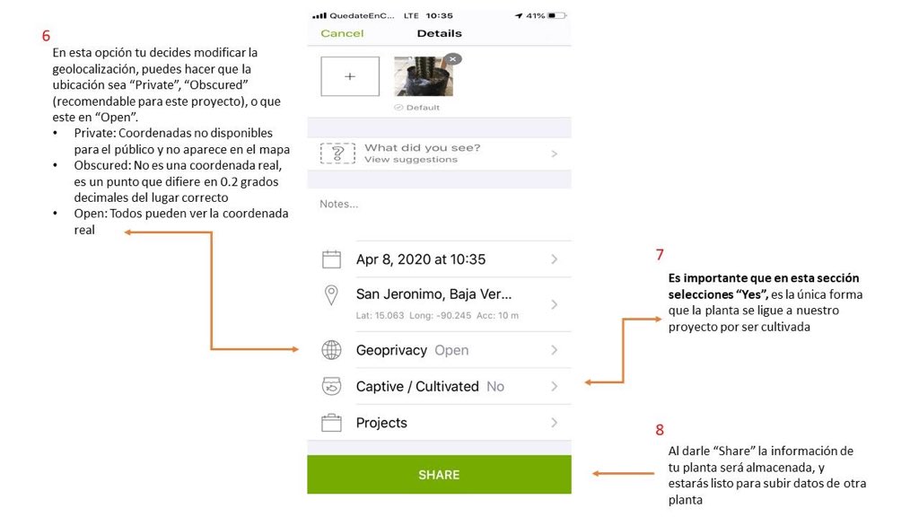 MervinPerez20's tweet photo. Hemos llegado a 129 especies de plantas que crecen en patios, jardines y huertos del país. Qué esperas para unirte al proyecto y empezar a documentar la @diversidadbiolo urbana del país #QuedateEnCasaGT @CONAPgt @CeconGt @jardinUSAC @CofaquiGuate @EdgarSelvin https://t.co/frfC4jgWqd