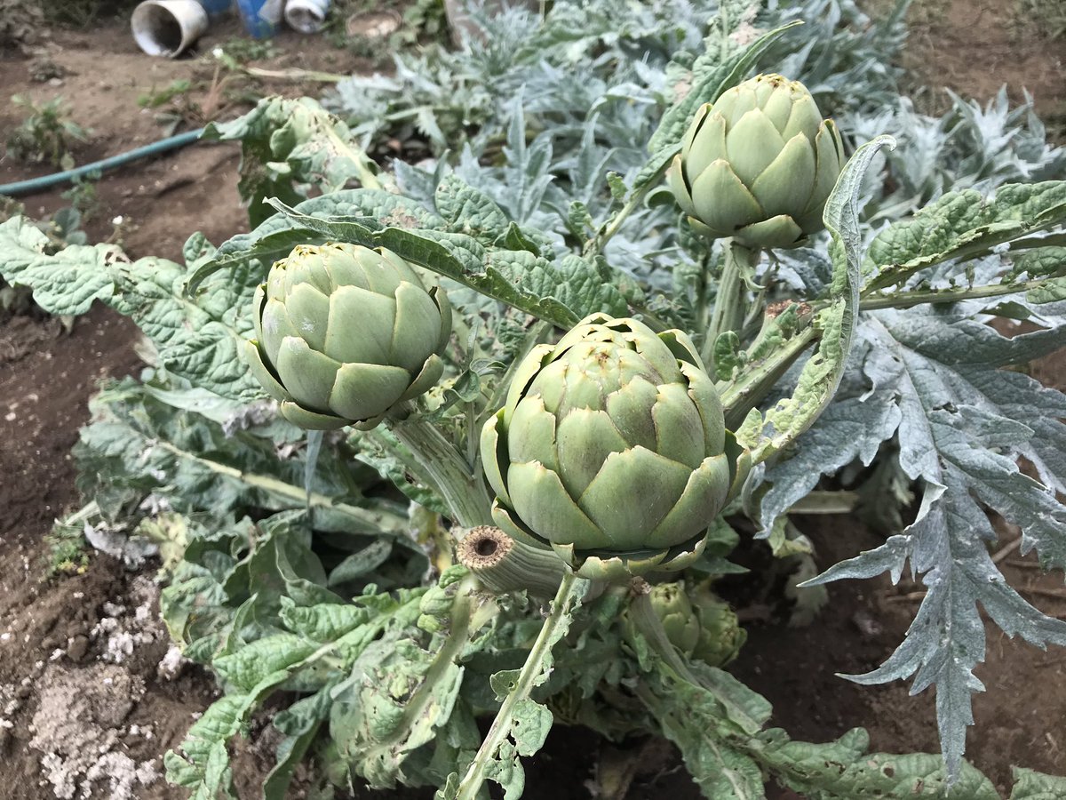 EdgarSelvin's tweet photo. Sabían que en San Lucas Sac. Pueden cultivarse de@manera orgánica y sin plagas la #Alcachofa ?. Únanse a este proyecto de #CienciaCiudadana #Funjunej https://t.co/0vDaTlDG2x