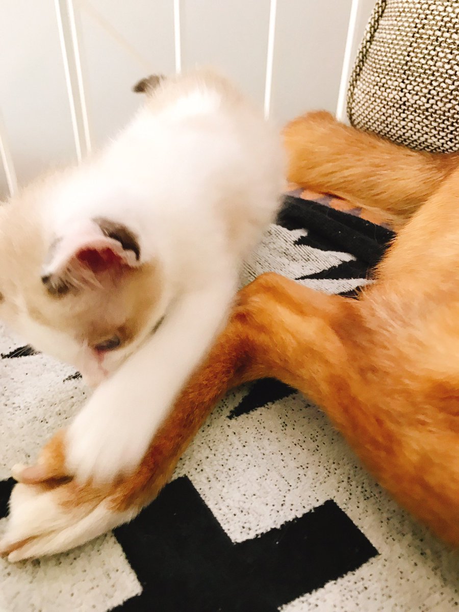 蛇蔵先生の まいにち育つ子猫 まとめ Togetter 蛇蔵先生の まいにち育つ子猫 まとめ Togetter