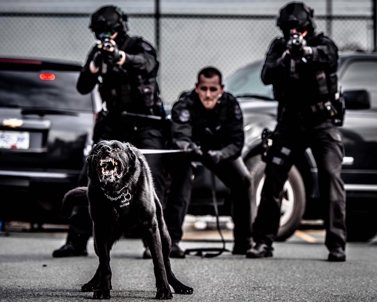 VPD Canine Unit tweet media
