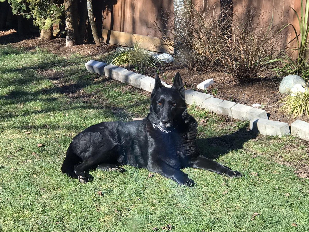 VPD Canine Unit tweet media