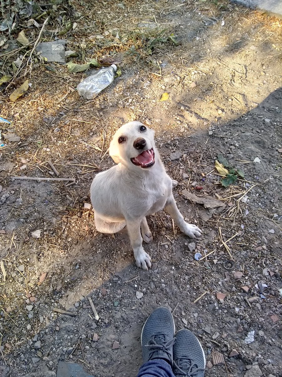 tistjmay's tweet photo. De corazón les pido un RT para encontrarle hogar a estas niñas @PerroUsuario @SalvandoPatitas @azlinjdgaby @DUINCONSUELOC @GAMascotas @jcsosazpurua @CarlosFraga_PTY @Mundopatitavzla @quierounperrove @diarioadopta @vebpane @adoptagatos @francisco_cela @siamosupergatos https://t.co/MYt51rBOWq