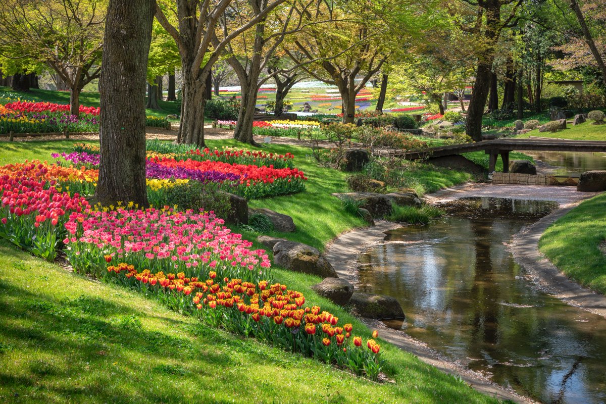 国営昭和記念公園 Twitterissa チューリップガーデン は 公園に植栽されている木々や青い芝生 緩やかな流れの中に広がっています 木漏れ日の中に輝く花々や 緑の芝生と鮮やかなチューリップのコントラストは 昭和記念公園ならではの美しさです 撮影 岡本 大志氏