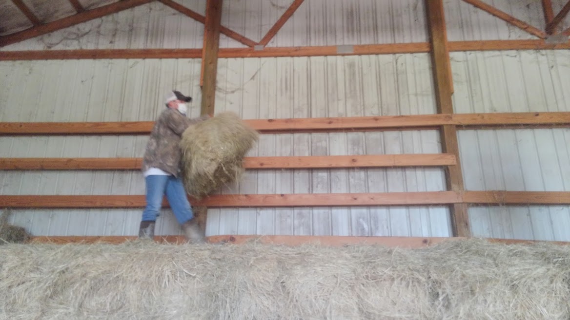 CovFFA's tweet photo. Another assignment in from 9th grader Will Martin doing his thing on the family farm. We are very proud of him Please continue to send in those assignments, we are proud of all of our students @CovingtonHighTN @TCSchools_ #farmingisessential #doingtolearn #learningtodo #woocrew https://t.co/G8umtRKfhY