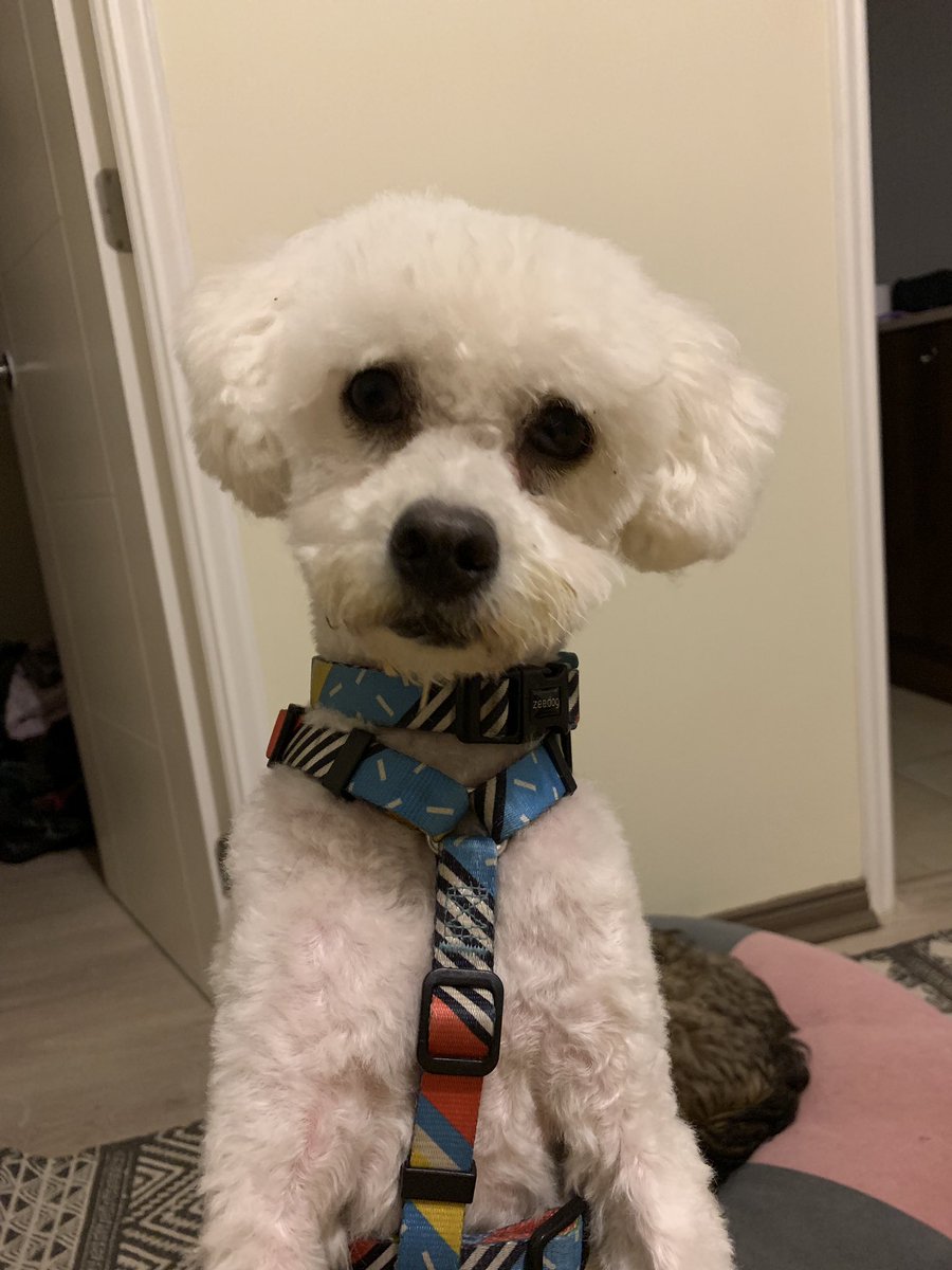 maacaramirez's tweet photo. Hoy rescatamos a este precioso poodle en un peladero en Chicureo. Al parecer sus “amos” se cambiaron de casa y lo dejaron ahí. ES UN EXQUISITO. Estoy buscando una familia que le entregue mucho amor ♥️🐶 https://t.co/nsegQqhtHl
