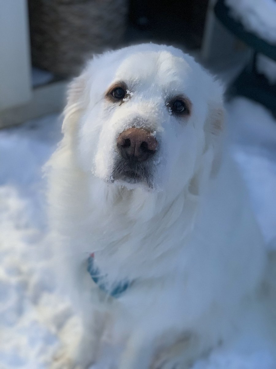 LaurieLPatton's tweet photo. @MiddFootball Suka the rally dog is ready for the next season .. https://t.co/bRDgB89HPw