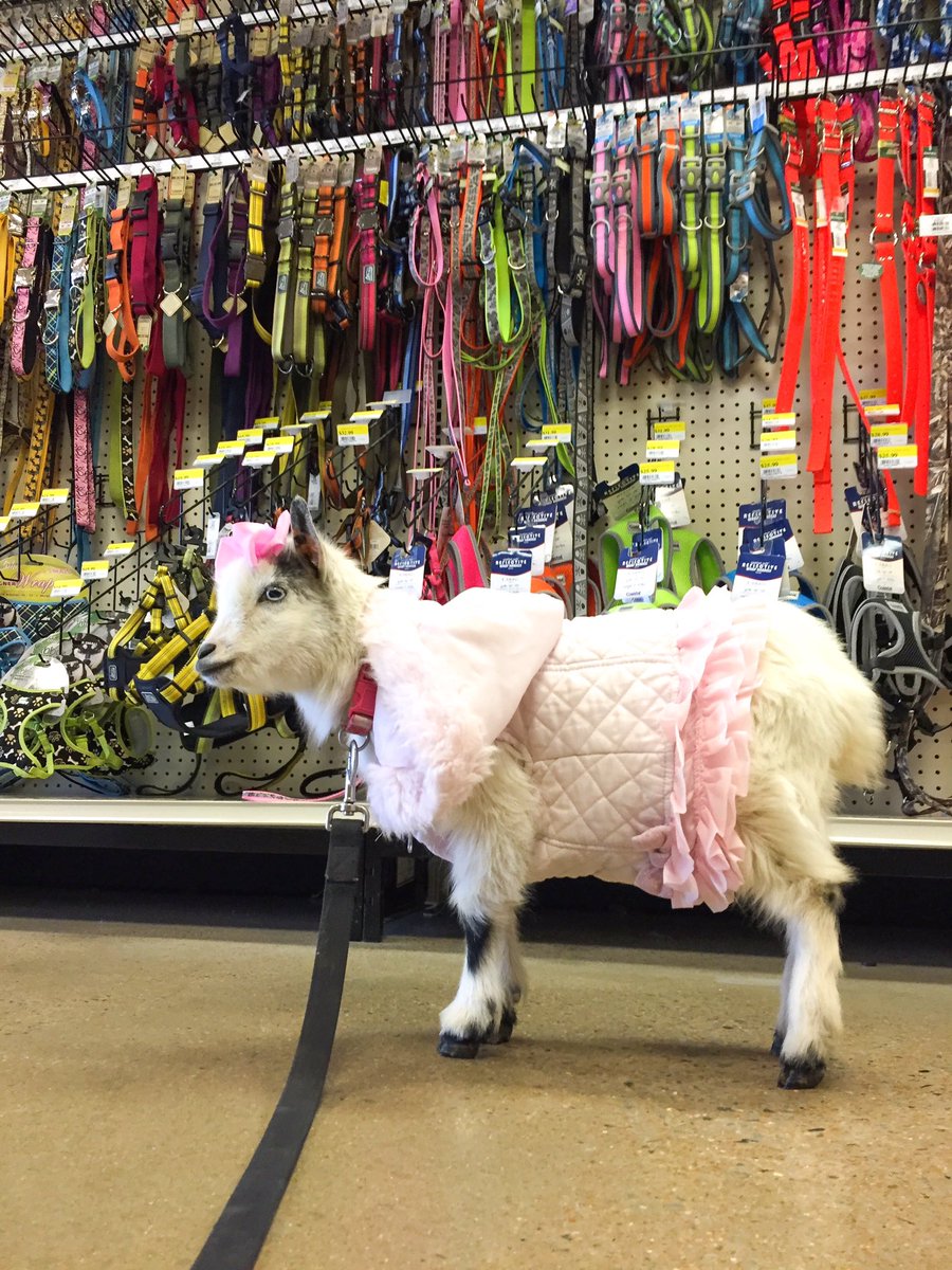 GoatLife15's tweet photo. MaDolly really misses going shopping ! She’s ready for all this quarantine thing to be over! She’s ready to pick out new outfits ! #goat #trend #petsense #pets #animals https://t.co/qC87JoZkd2