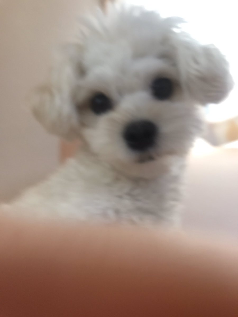 こもみのこ 羊毛フェルト作家 犬かわいぃなぁ ｕ ᴥ M まるぷー マルプー トイプードル マルチーズ Dog 犬 ミックス犬 今日のはんぺん