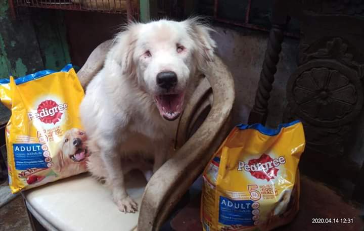 AKFanimalrescue's tweet photo. 1/2 Pedigree supports AKF’s #WeFeedAsOne campaign! ❤️ Dogfood was brought to Cora of Quezon City who is caring for rescued and disabled dogs. 

Thank you so much Pedigree, you supported our Taal Relief operations, and you support us again in this time of crisis. https://t.co/CpV87RSYkd