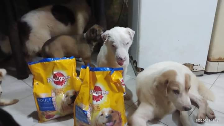 AKFanimalrescue's tweet photo. 1/2 Pedigree supports AKF’s #WeFeedAsOne campaign! ❤️ Dogfood was brought to Cora of Quezon City who is caring for rescued and disabled dogs. 

Thank you so much Pedigree, you supported our Taal Relief operations, and you support us again in this time of crisis. https://t.co/CpV87RSYkd