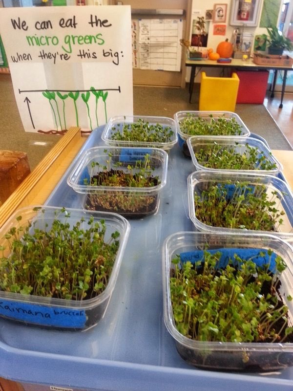 Noahld99's tweet photo. This year for #WOYC2020  in my early childhood education class at #limestone. I found some examples for #TastyTuesday. Here are some examples of how to plant Microgreens in the classroom! A super healthy plant to promote science and health within our schools! #NAEYC https://t.co/OAkhlcVErd