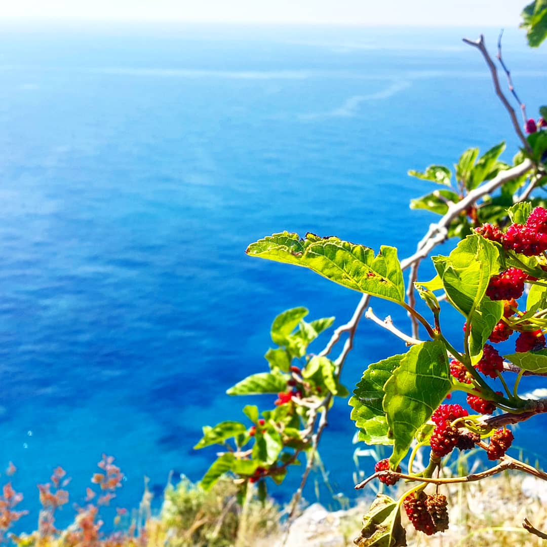 🍇🍇🍇🌞 dut / mulberry

#dut #mulberry #drtropic #tropikalmeyveler  #mediterraneansea #akdeniz #tropicalfruits #vegan #raw #meyve #lezzet #gurme #sunum #fruit #egzotikmeyve #taze #fresh #fit #yemek #leziz #healtyfood #goodfood #nefis
