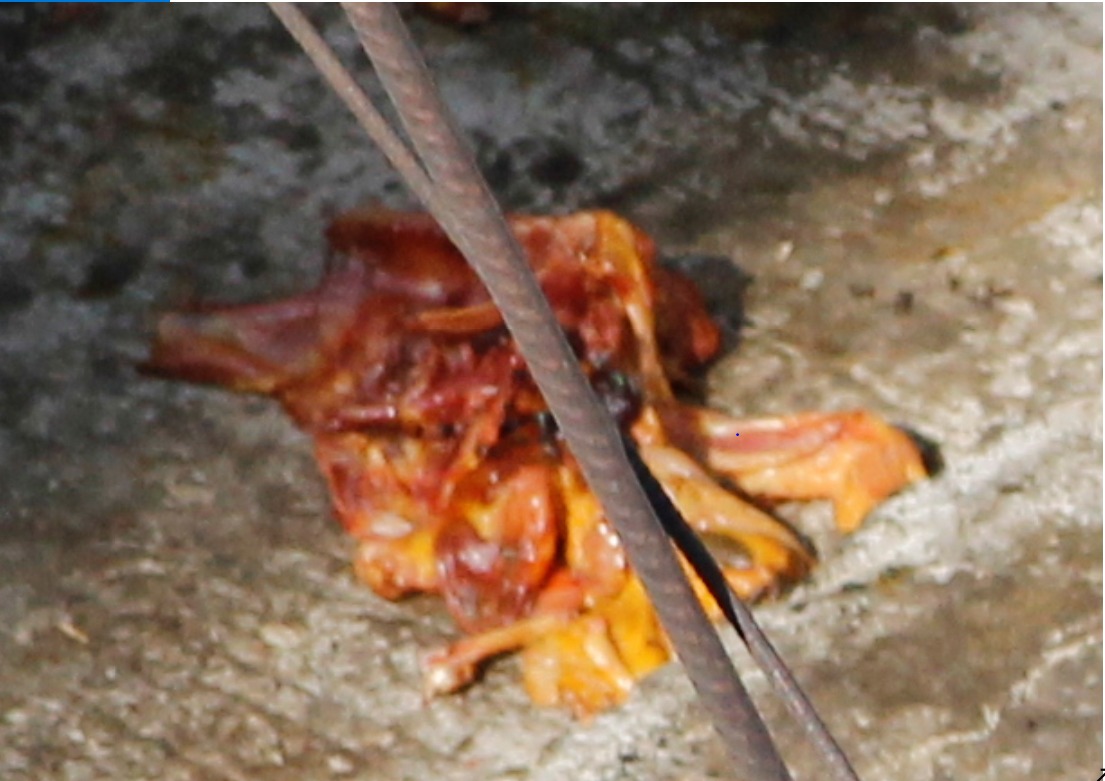 Gabosolid's tweet photo. @Apoyo_Croqueton hola en Azcapotzalco , tenemos un problema grave de maltrato animal y en condiciones deplorable, para estos perritos, hay una asesoría por parte de ustedes que nos puedan compartir, para poder salvar a estos caninos??
Gracias saludos excelente labor... https://t.co/f1JMARZ9an