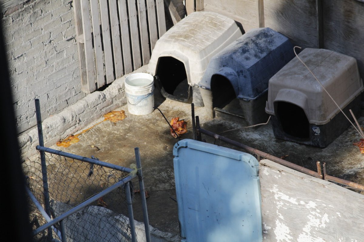 Gabosolid's tweet photo. @Apoyo_Croqueton hola en Azcapotzalco , tenemos un problema grave de maltrato animal y en condiciones deplorable, para estos perritos, hay una asesoría por parte de ustedes que nos puedan compartir, para poder salvar a estos caninos??
Gracias saludos excelente labor... https://t.co/f1JMARZ9an