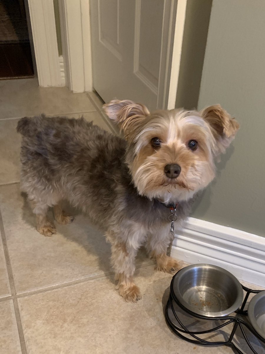 JulieHinaman's tweet photo. Sharing pics of my #rescuedogs & quarantine buddies @jvhsprincipal @JerseyVillageHS #seeapupsendapup #falconpride #jvspiritweek #CFISDspirit https://t.co/71zUGE7plp