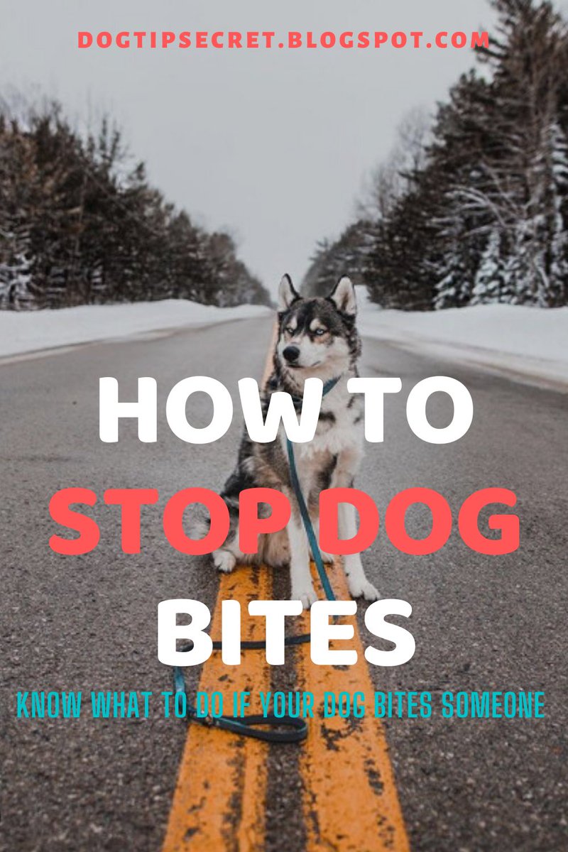 How to Stop Dog Bites | Dog Training Tips
 (Know What to Do if Your Dog Bites Someone)
dogtipsecret.blogspot.com/2020/04/how-to…