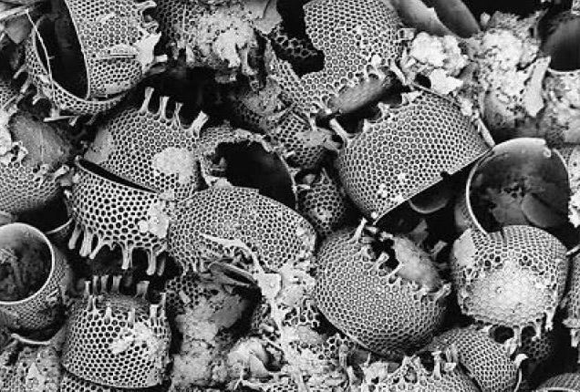 Diatomaceous Earth Under Microscope