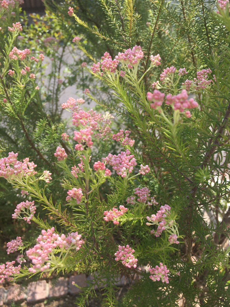 鳥一yuichi Toba ライスフラワー発見 この花はですね 主婦に人気ですね ライスフラワー