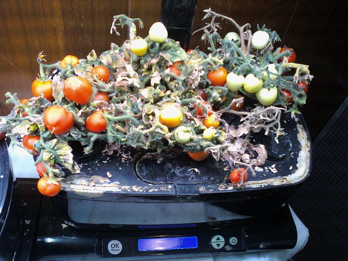 36) Finally, for this update, are my  #Aerogarden Mini-Mighty tomato plants. Ohh boy. So, as I was saying, growing stuff isn't necessarily all that easy, lol. This is my 2nd time trying these & same results. Yet, as scraggly as they are, they're persistent little (blanks).