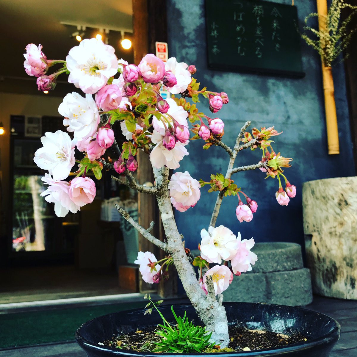 naoigu's tweet photo. NAOMIのサクラ
今年も綺麗���咲きました。
7回目の春です。

#サクラ #開店記念の贈り物
#Sコーヒーさんから
#蔵楽 https://t.co/qR7CwBeRVb