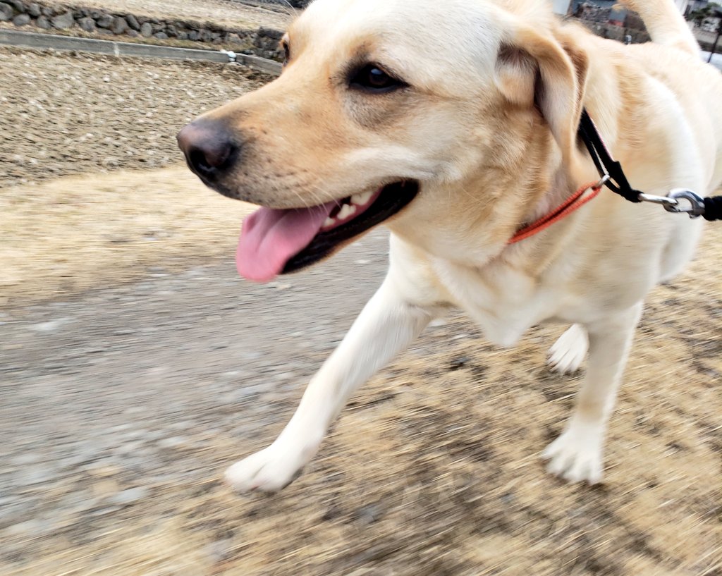 やんちゃ犬 Inakalifenz Twitter