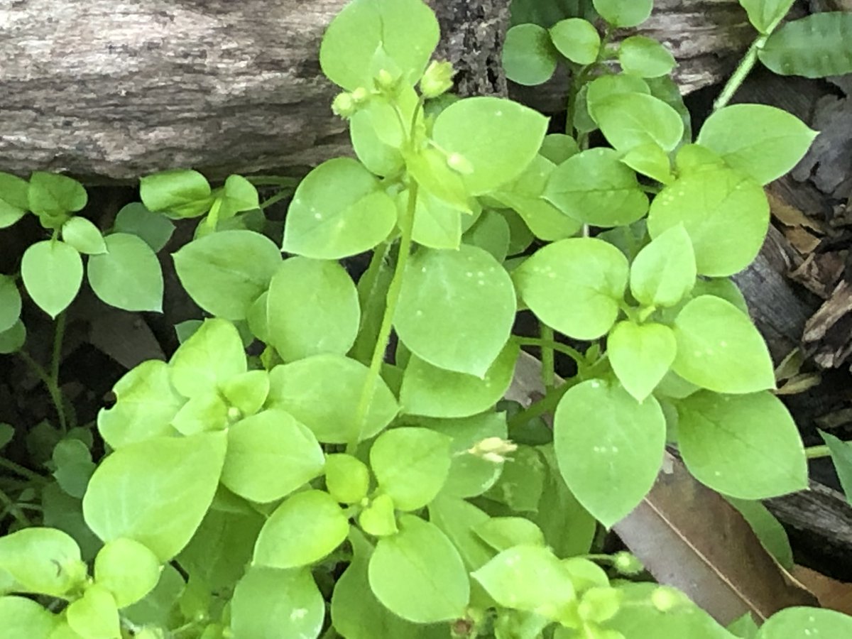 #dailygardenactivity 10 whilst you’re out pottering why not have a bit of a #forage for some of those #weeds cook up some Turkey Rhubarb munch on some Oxalis very zesty make dandelion root tea or just graze on some chickweed just to name a few 🌱😁