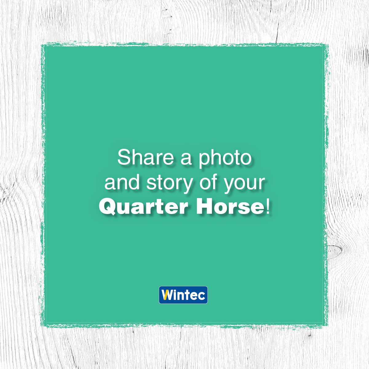 💙🐴 Quarter Horse riders unite 🐴💙 

Share a story and photos with other Quarter Horse owners world-wide!

 #wintecsaddle #wintecsaddles #noleathernolimits #timetoride