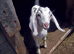 Love for Local Cheese (and for all of you!) - mailchi.mp/ea61d776b7c1/l…