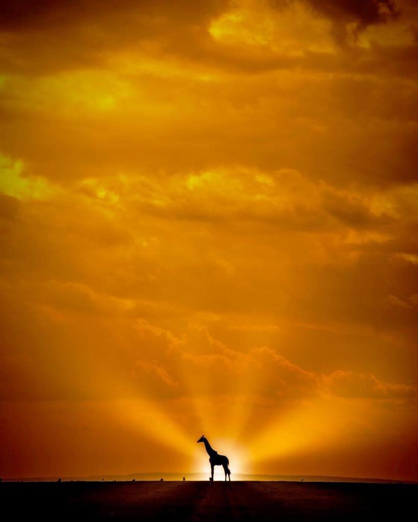 Kenya Pics tweet media