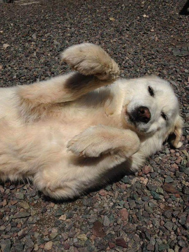 We spent hours sitting in the sunshine.I would pet her ears and her chest and kiss her on the forehead, and she would ask for attention by pawing at me and rolling on her back.I was asked, several times, wasn't I scared?I never was.