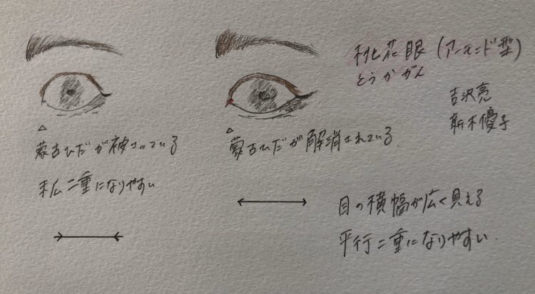 二重整形の名医相談窓口 目整形 埋没法 全切開 目頭切開 眉下切開 眼瞼下垂の失敗やdt 蒙古襞がある人はアーモンドアイになりづらい そして物理的に目の横幅が小さく見えてしまう 美しい瞼の桃花眼 ミンジュ 新木優子など 整形カウセの際は参考