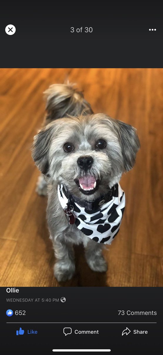 yung_gothh's tweet photo. Please take a minute of your time go to the Ollie fb page (https://t.co/41nT2pTNf5) and give this #pup a like 🥺 #contest #needvotes #voteexchange #Dog https://t.co/lKhmmpaJvs