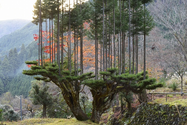 Sustainable forestry: lumber without cutting down trees. Daisugi is a Japanese forestry technique where specially planted cedar trees are pruned heavily (think of it as giant bonsai) to produce "shoots" that become perfectly uniform, straight and completely knot free lumber.