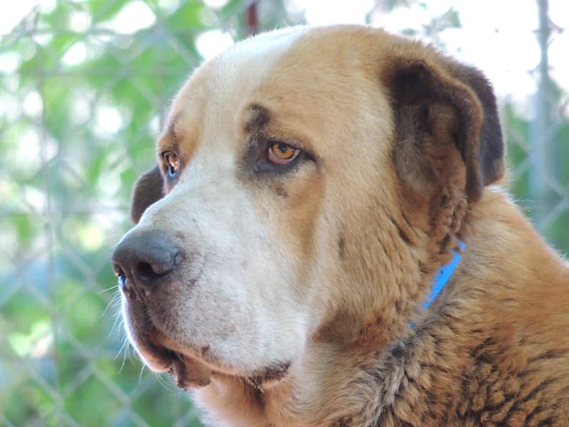 SosAbuelos1's tweet photo. LO HAN DEVUELTO!!!! 🤬 Si no estás segur@ #NO adoptes!!! pero no los jodas....

CHUSO (7- 8 AÑOS) LUGO
Impresionantemente bello
Es enorme, es bueno... anda siempre pegado a las personas dándoles con el culillo...a ver si le cae algún mimo
lavisanchez@yahoo.com https://t.co/YOeMyHWZfT