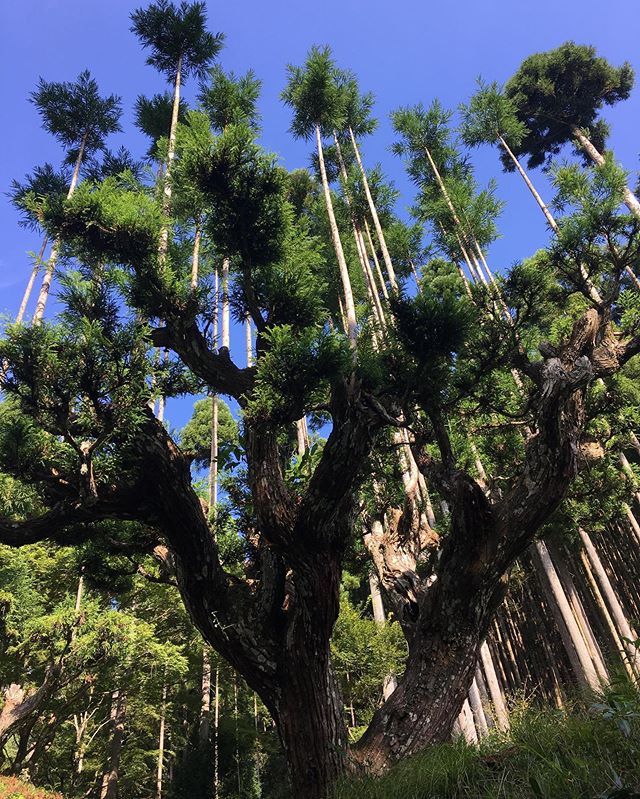 The shoots are carefully and gently pruned by hand every two years leaving only the top boughs, allowing them to grow straight. Harvesting takes 20 years and old "tree stock" can grow up to a hundred shoots at a time. The technique originated in the 14th century.