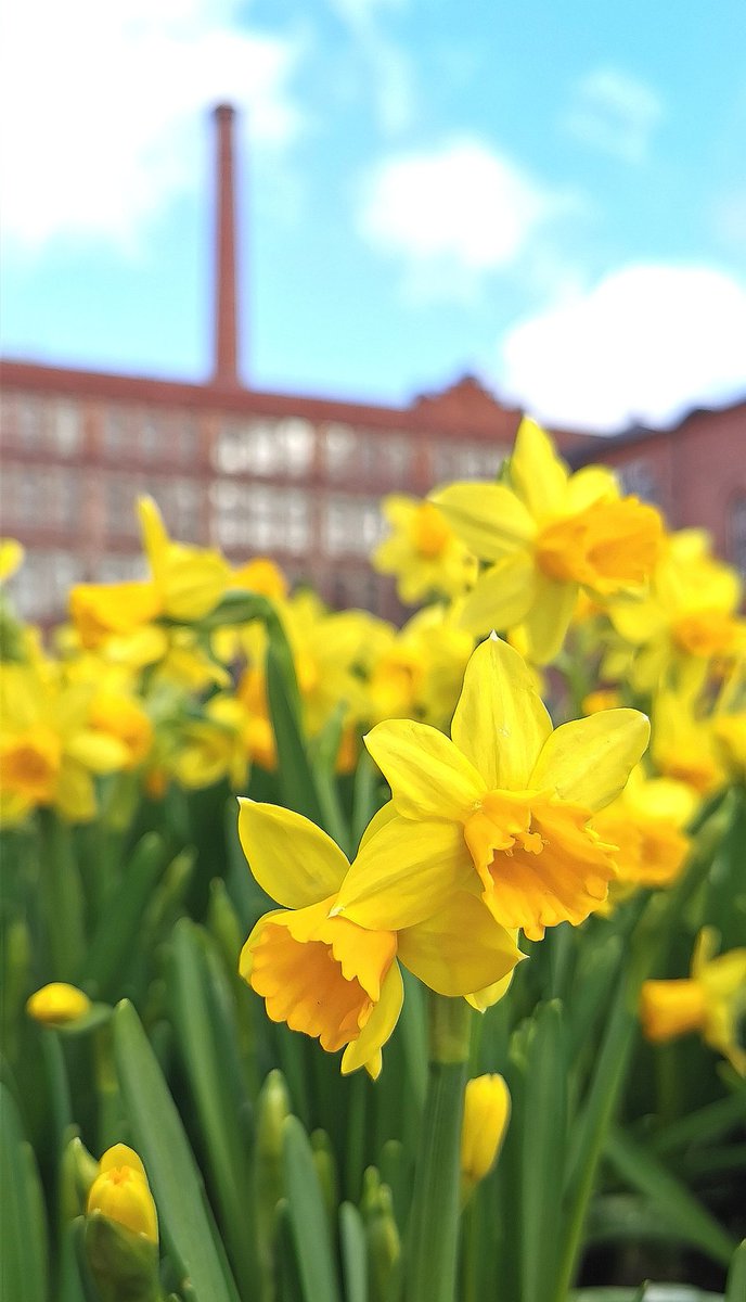 Look what's hiding behind the daffodils: it's the Finlayson factory area in Tampere, #Finland. Did you know that the first electric light 💡 in the #Nordic countries was taken to use in the Finlayson area back in 1882? 📸 <a href="/KirsiMM/">Kirsi Matson-Mäkelä</a>