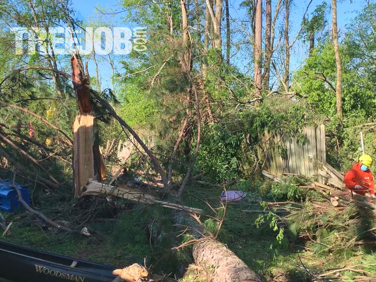 treejob tweet picture