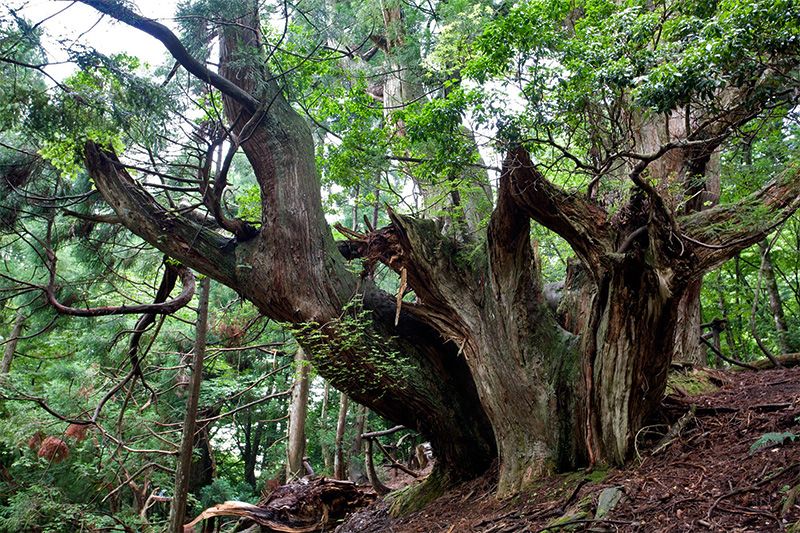 Here and there in the forests around Kyoto you will find abandoned giant daisugi (they only produce lumber for 200-300 years before being worn out), still alive, some with trunk diameters of over 15 meters. Out of this world beautiful.