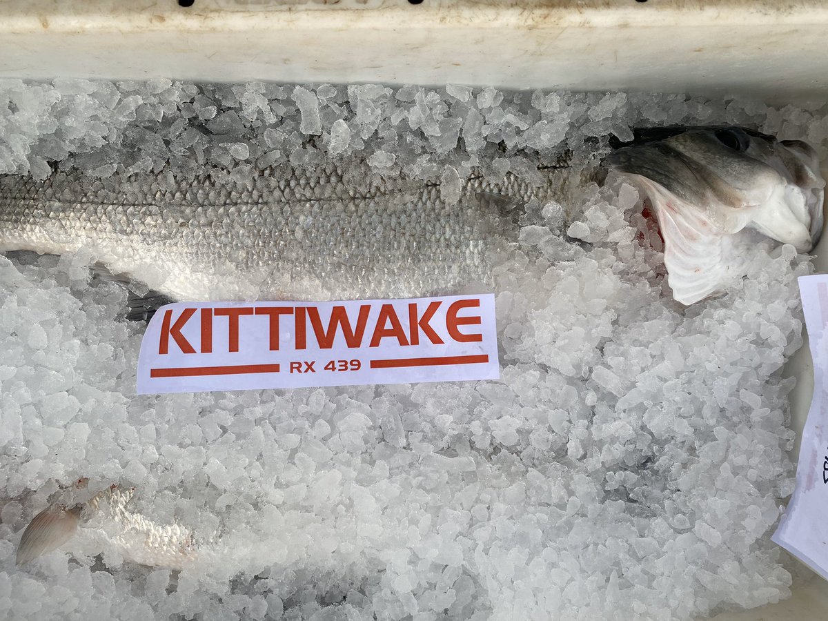 PassionSeafood's tweet photo. Morning all! Have #bass will travel.... ๐๐ @rexgoldsmith @FishKittiwake #fishlocalgb https://t.co/lDkgOepgWn