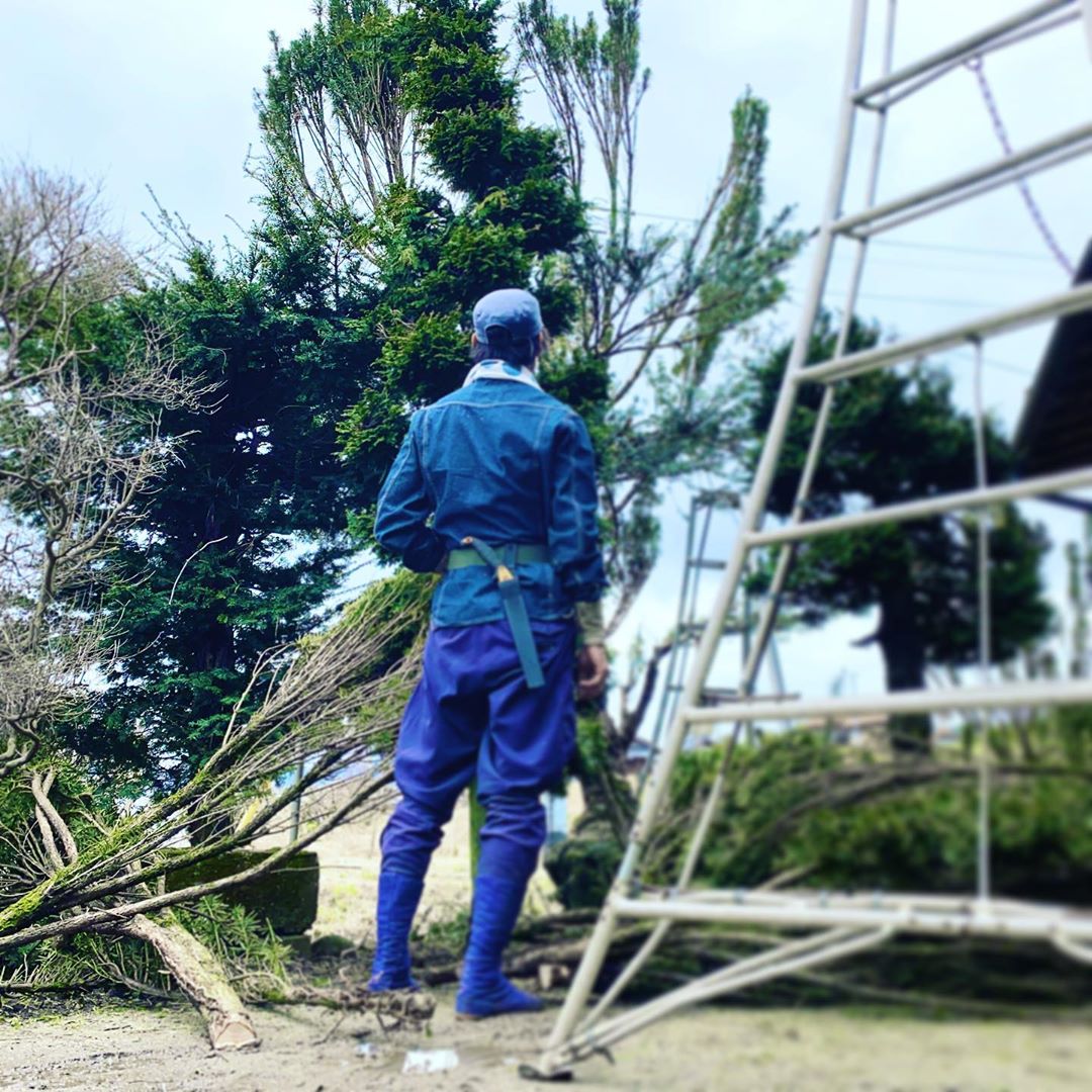 Bonus: why do Japanese arborists (niwashi) and gadeners wear only natural blue dyed cotton? The dye in the cloth comes from a plant that is naturally insect repellant, keeping insects away without chemicals.