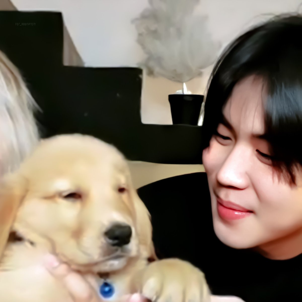 [] prem with puppies/dogs     ↬ a wholesome thread ୭̥⋆*｡