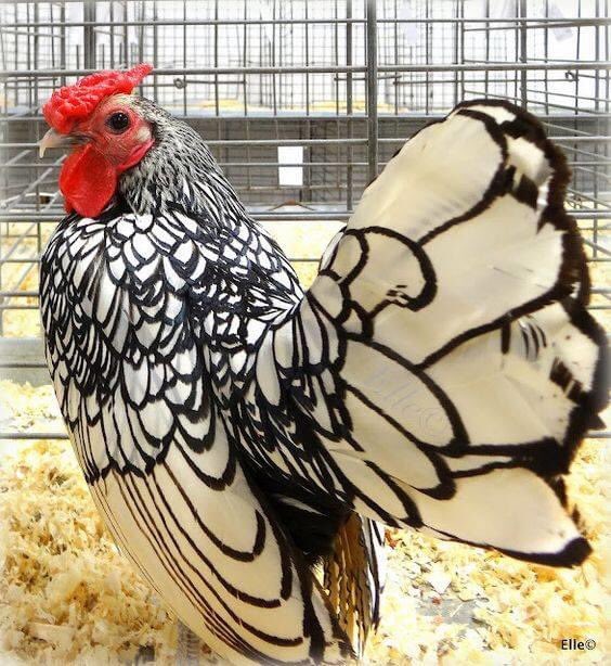 Okay kalau ada lagi ayam cantik, aku sambung.