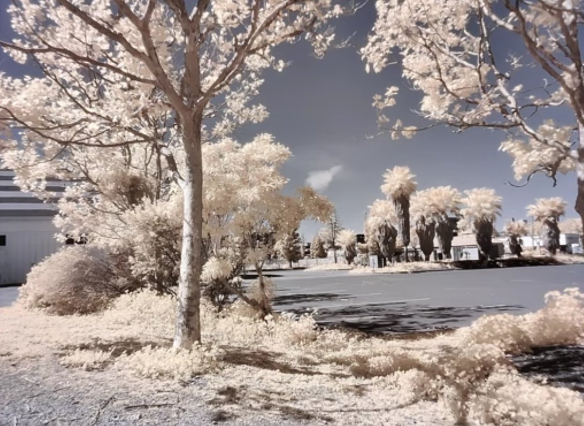 These images are samples from the Color filter camera on the OnePlus 8 Pro using Photochrom mode. Looks more like an IR photo than Photochrom but the effect is cool. Taken from  @backlon review of the OnePlus 8 Pro on  @verge Check out the review here 