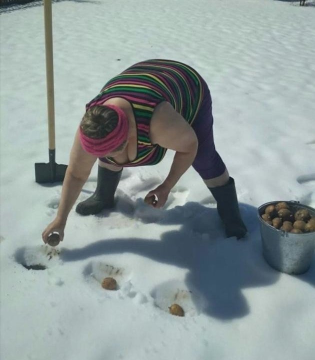 Дачные карикатуры. Юмористические открытки про огород. Карикатуры про огород смешные. Дача стихи шуточные. Посадка картофеля в снег.